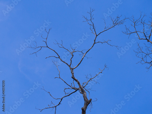 dry tree with the blue sky