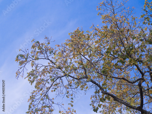 Tree and blue sky