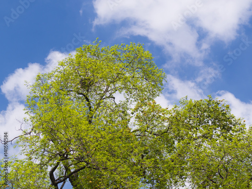 Tree and blue sky
