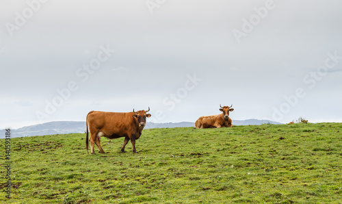 Vacas en pradera de montaña. Villafría, Concejo de Pravia, Asturias. photo