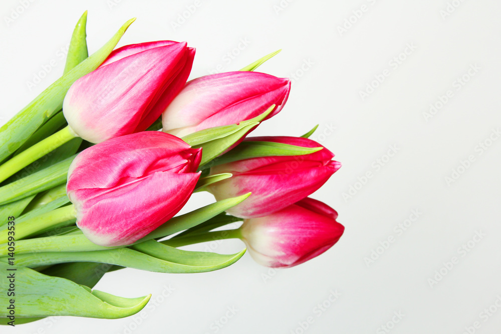 pink tulips pink tulips