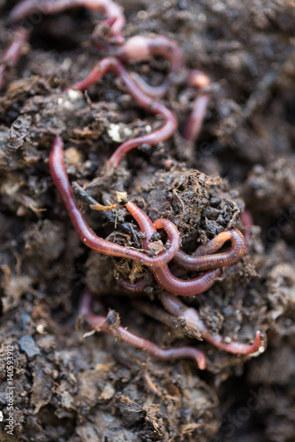 Closeup of Earthworms on Compost
