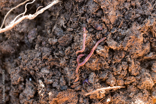 Overhead Shot of Earthworms on Ground