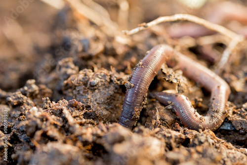 Macro Shot of an Earthworm Making Its Way Into the Ground