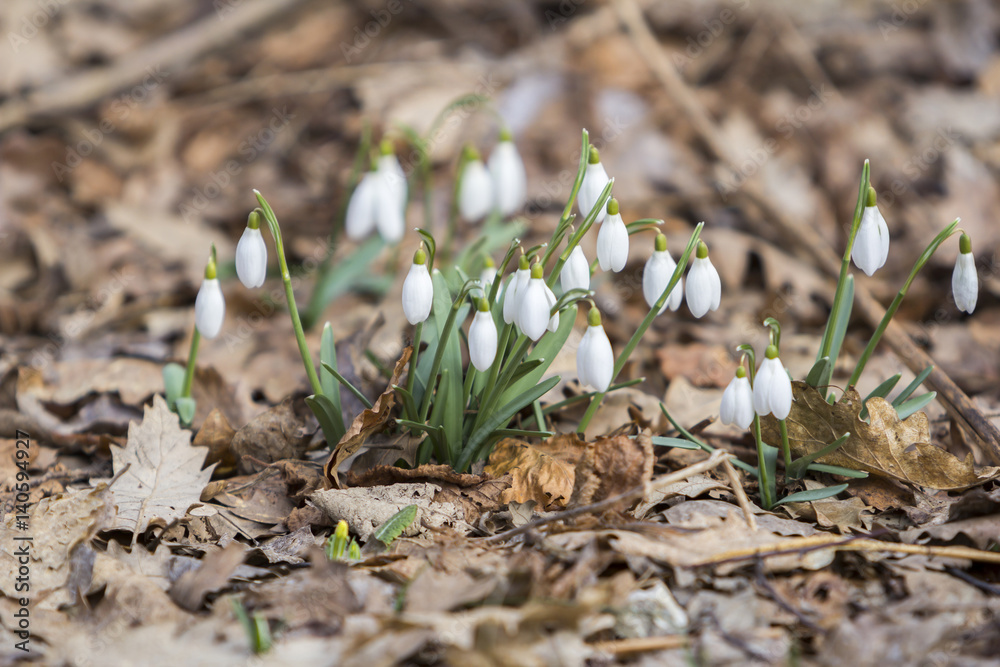 White snowdrops first spring flowers in the forest White snowdrops first spring flowers in the forest