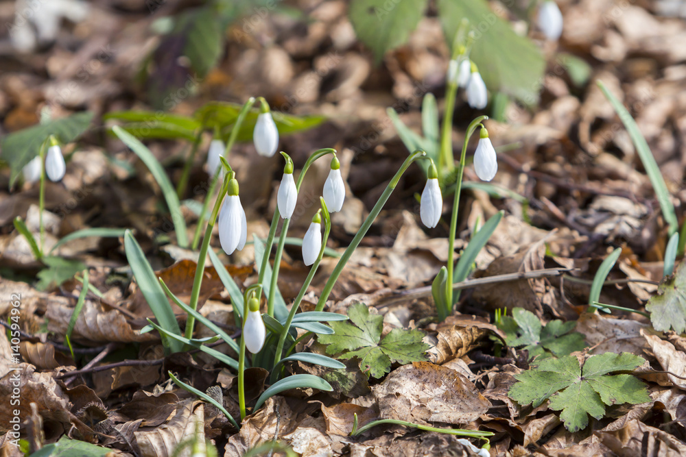 White snowdrops first spring flowers in the forest White snowdrops first spring flowers in the forest