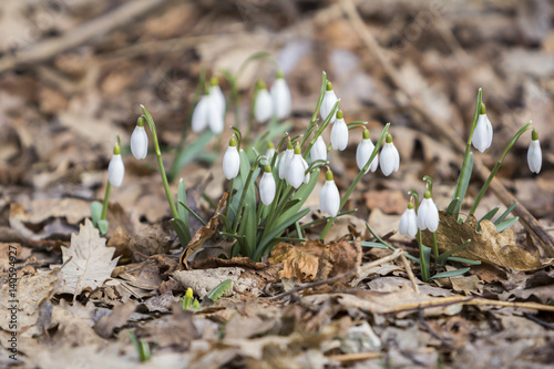 White snowdrops first spring flowers in the forest