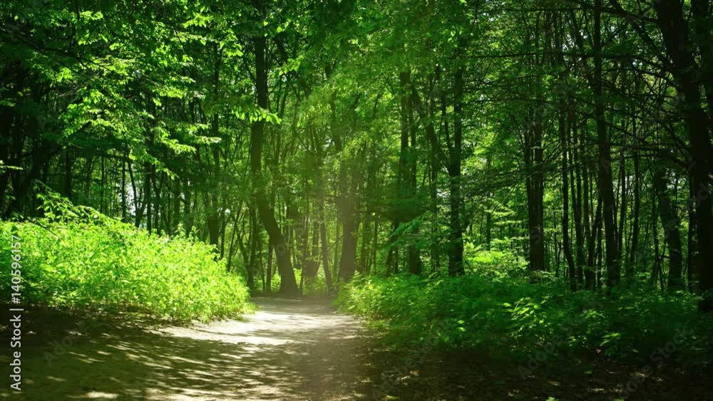 Pathway in summer park. Sunny day and birdsong sounds