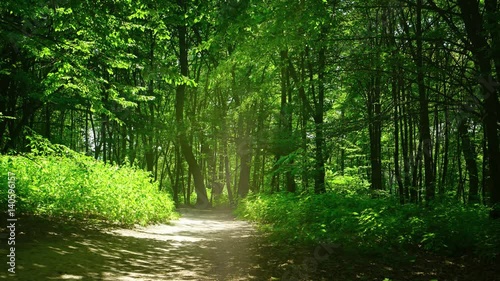 Pathway in summer park. Sunny day and birdsong sounds