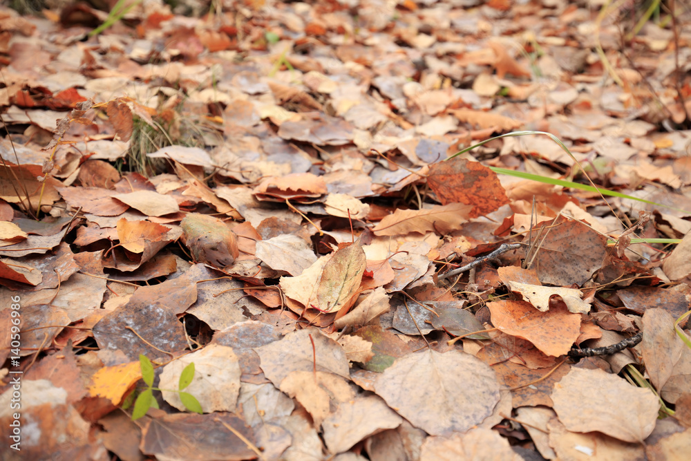 The autumn leaves