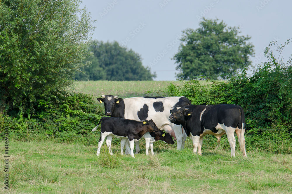 Schwarzbuntes Niederungsrind