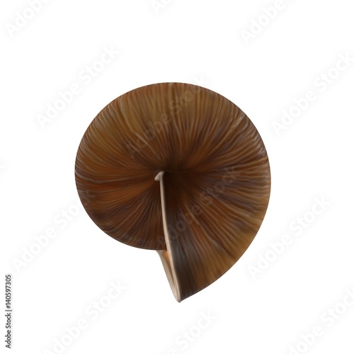single empty snail shell isolated on white. Rear view. 3D illustration