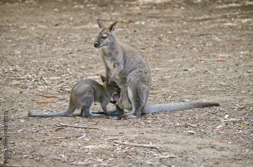bennetts red necked wallaby