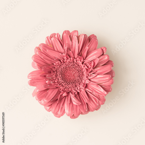 Pink daisy flower on pink background. Minimal nature concept. Flat lay.