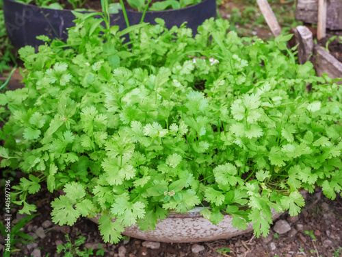 Green coriander in growth at vegetable garden