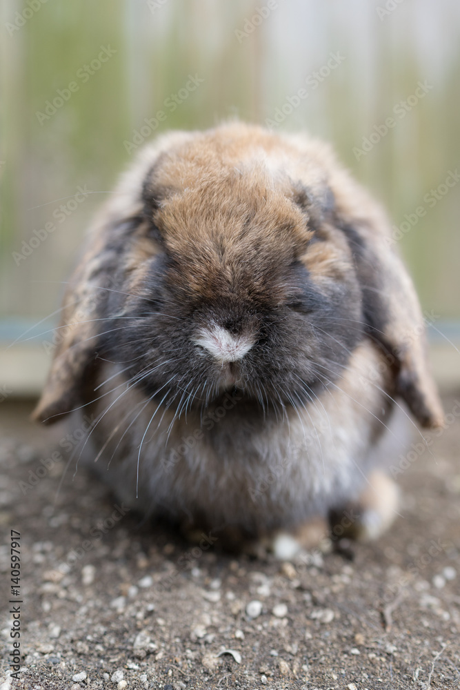 Fototapeta premium うさぎ03