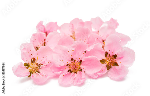 Pink peach flower isolated