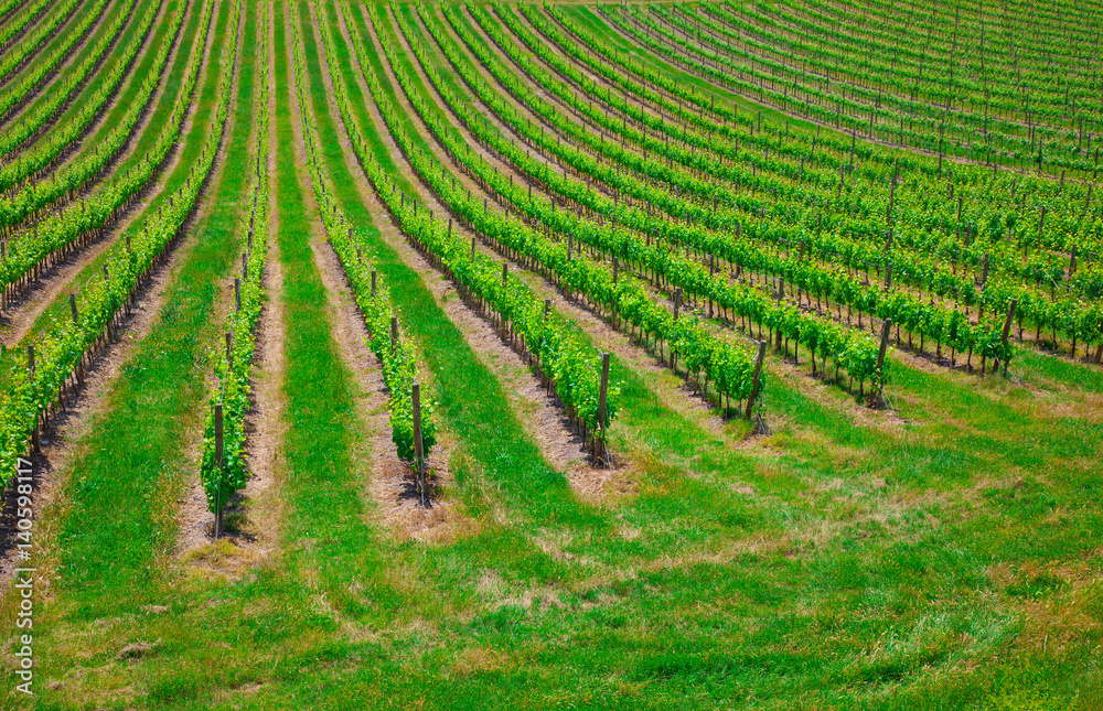 Vineyard in the Valley San Quirico d Orcia in Tuscany, Italy Vineyard in the Valley San Quirico d Orcia in Tuscany, Italy