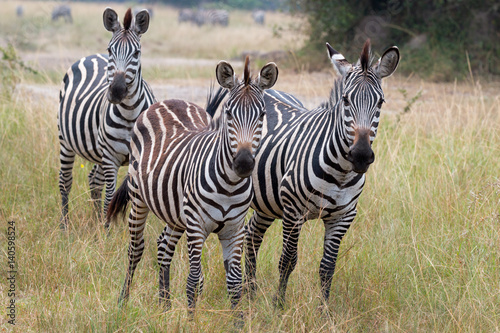 Drei Zebras in Uganda