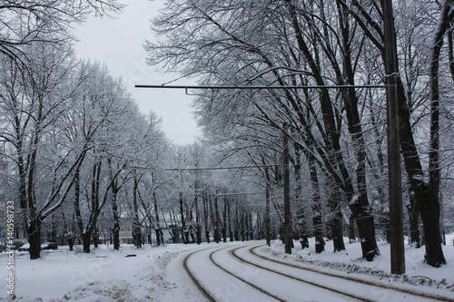 Beautiful winter trees in capital of Latvia - Riga.