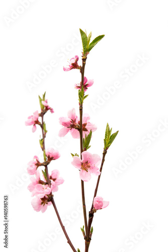 Pink peach flower isolated © ksena32