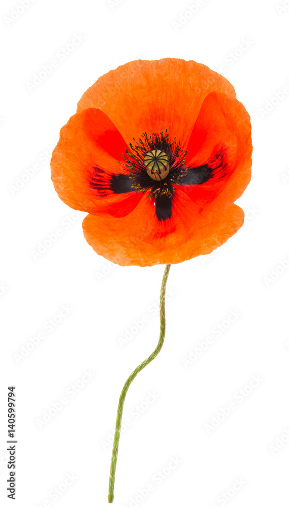 Obraz premium Beautiful poppies isolated