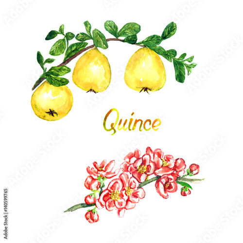 Fototapeta Naklejka Na Ścianę i Meble -  Quince branch with flowers and fruits, isolated hand painted watercolor illustration