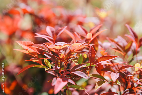 Defocused Autumn Red leaves for background