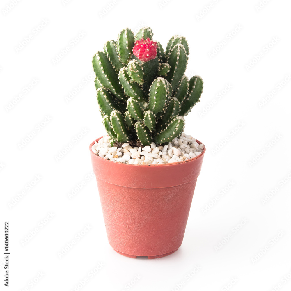 Fototapeta premium Cactus Isolate on white background