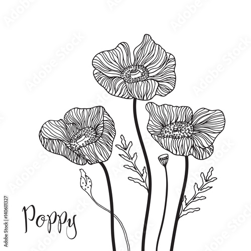 Fototapeta Naklejka Na Ścianę i Meble -  Hand drawn poppy flowers.