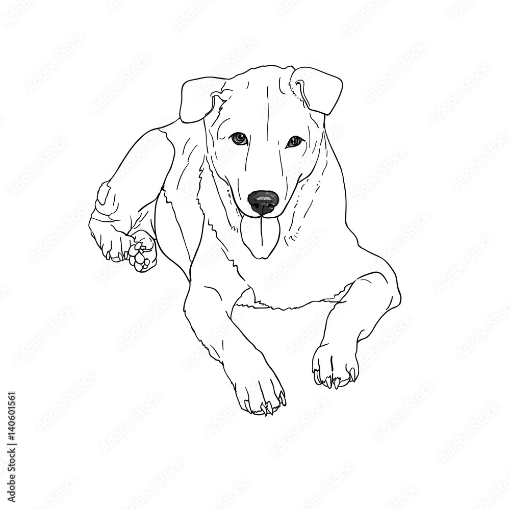 Lying brown dog