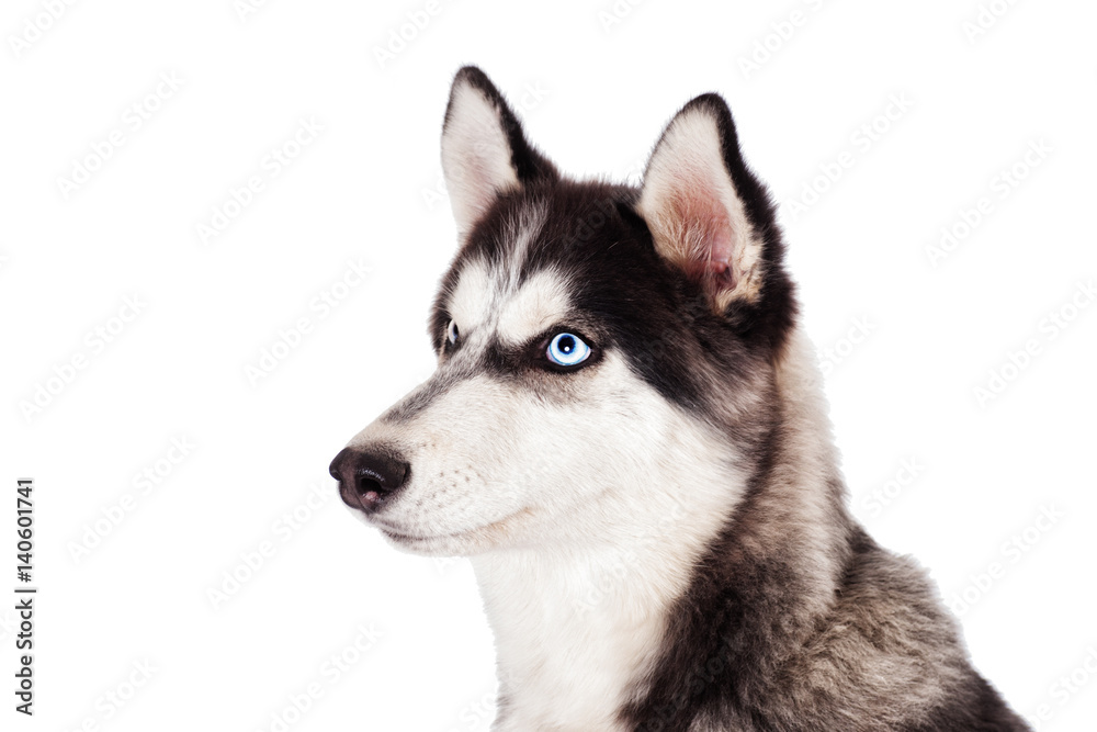 Portrait of Siberian husky on white background