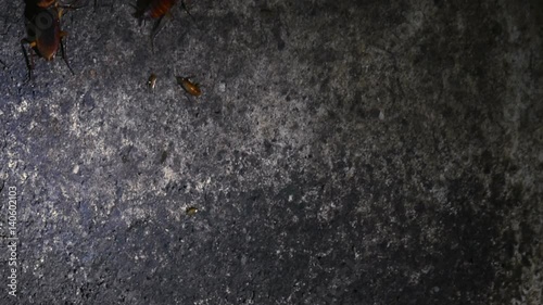 Roaches Swarm