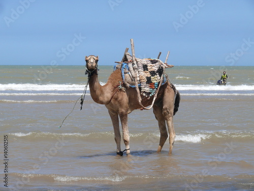 camel at the beach