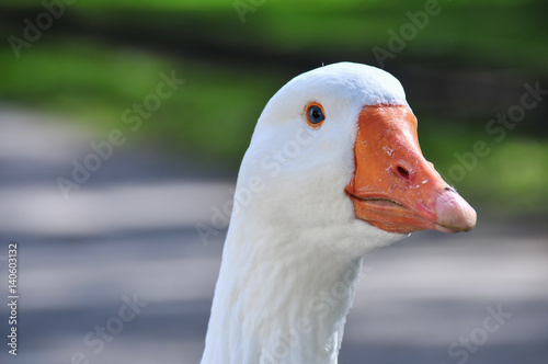 head of a goose