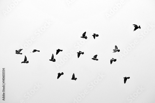 Photo Flight of birds in the wild. Silhouette. Free. Freedom