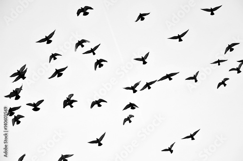 Flight of birds in the wild. Silhouette. Free. Freedom