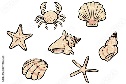 Set: Farbige Zeichnung Muschel, Seestern, Schneckenhaus / handgezeichnet, Vektor, freigestellt