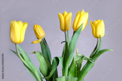 Bouquet of five beautiful yellow tulips on gray background closeup