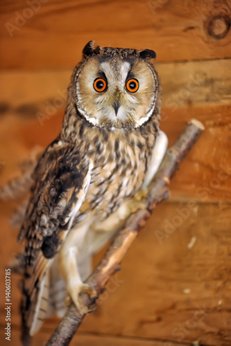 Tableau sur toile Screech Owl in Cage