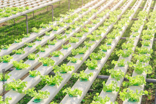 Hydroponics green vegetable farm
