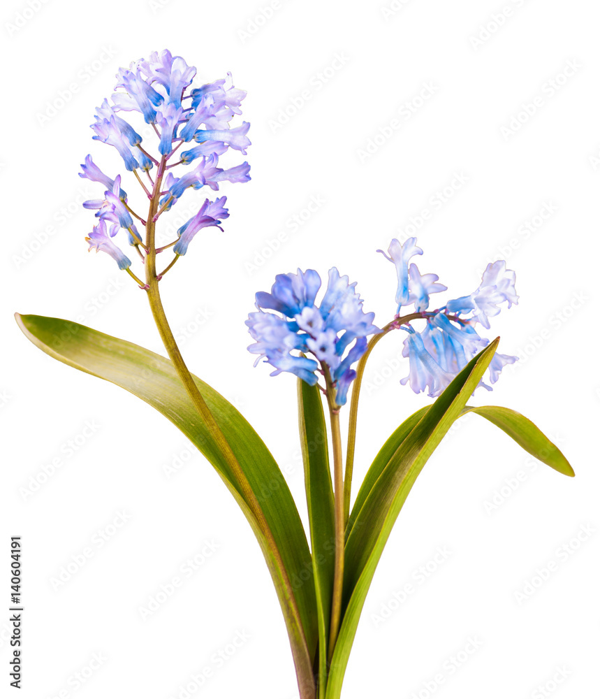 Obraz premium Blue spring flower isolated