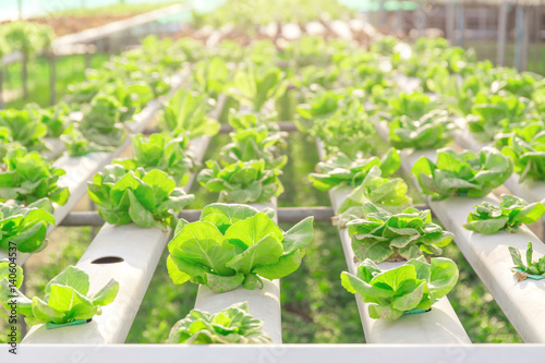 Hydroponics green vegetable farm