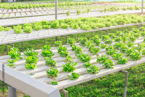 Hydroponics green vegetable farm