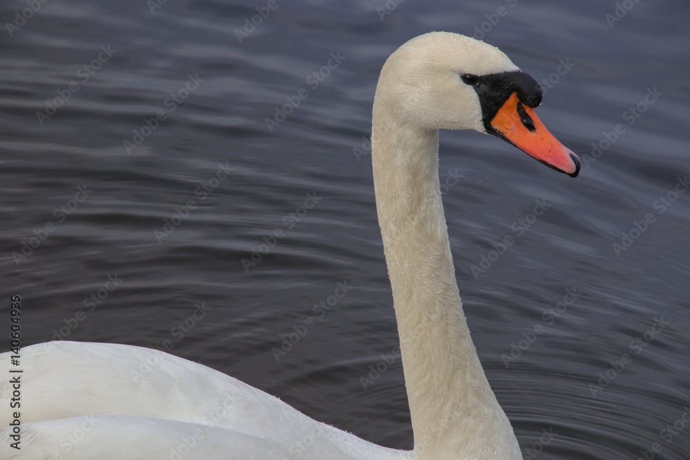 Schwan, Wassertropfen, wet Swan in Berlin Schwan, Wassertropfen, wet Swan in Berlin