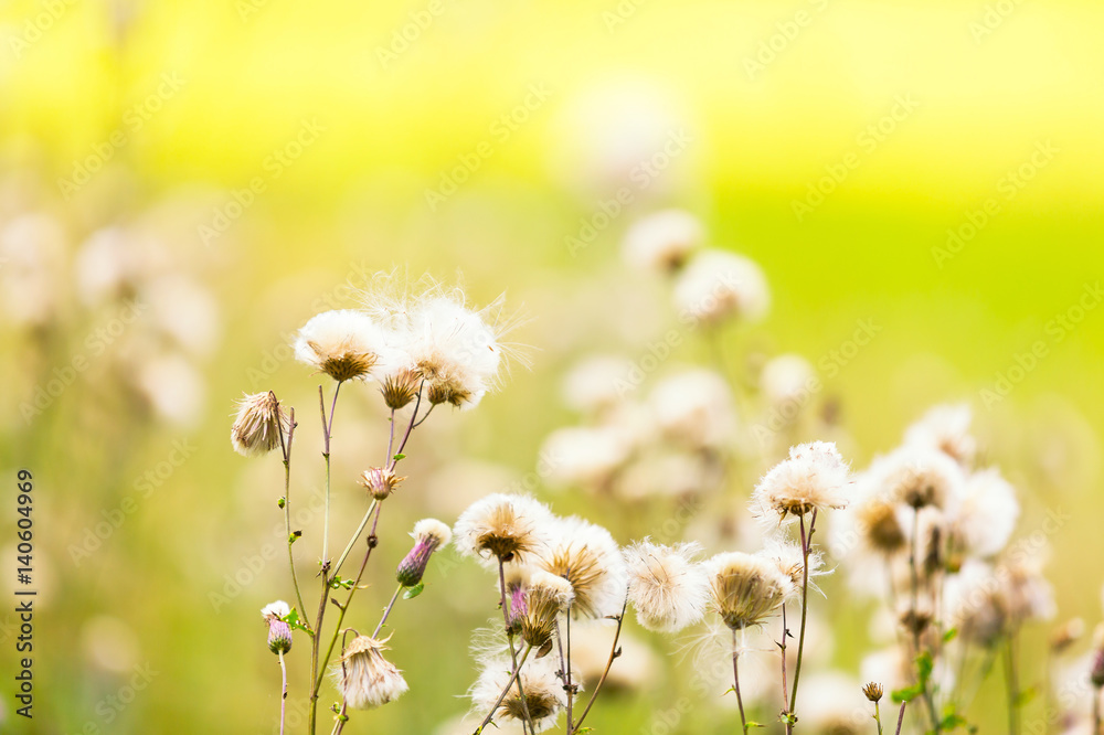 Fototapeta premium Thistle withered flowers in nice light