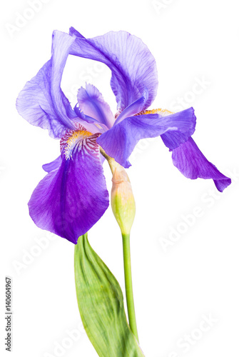 Iris flower_5