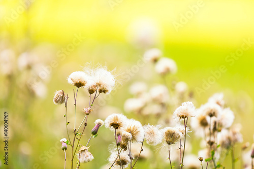 Thistle withered flowers in nice light © milosz_g