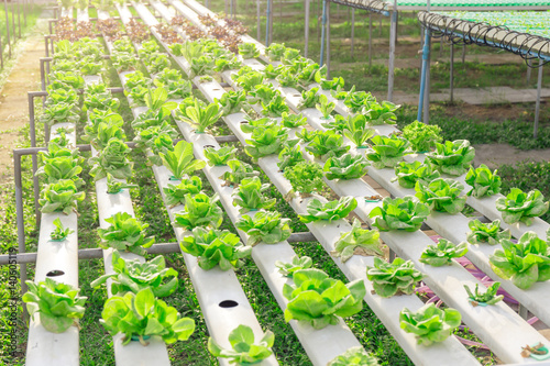 Hydroponics green vegetable farm