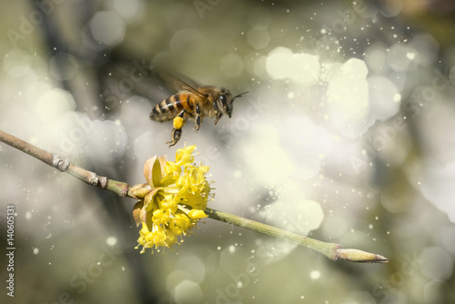 ...endlich Frühling...Arbeitsbiene